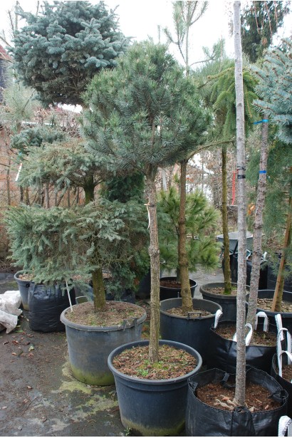 Сосна гірська Гном